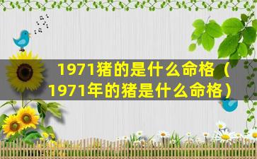 1971猪的是什么命格（1971年的猪是什么命格）