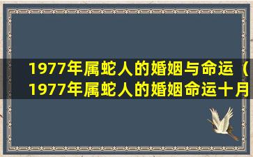 1977年属蛇人的婚姻与命运（1977年属蛇人的婚姻命运十月初二生）