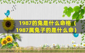 1987的兔是什么命格（1987属兔子的是什么命）