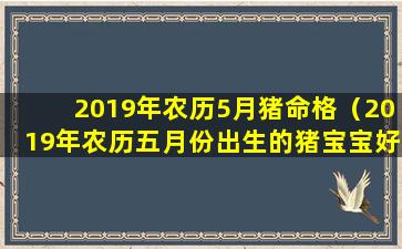 2019年农历5月猪命格（2019年农历五月份出生的猪宝宝好不好）