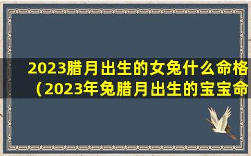 2023腊月出生的女兔什么命格（2023年兔腊月出生的宝宝命运如何）