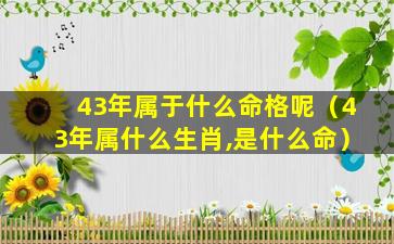 43年属于什么命格呢（43年属什么生肖,是什么命）