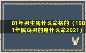 81年男生属什么命格的（1981年属鸡男的是什么命2021）