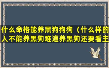 什么命格能养黑狗狗狗（什么样的人不能养黑狗难道养黑狗还要看主人属相(3)）