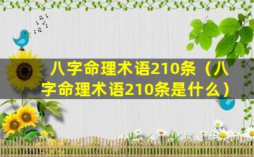 八字命理术语210条（八字命理术语210条是什么）