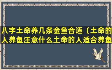 八字土命养几条金鱼合适（土命的人养鱼注意什么土命的人适合养鱼吗）