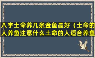 八字土命养几条金鱼最好（土命的人养鱼注意什么土命的人适合养鱼吗）