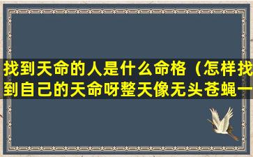 找到天命的人是什么命格（怎样找到自己的天命呀整天像无头苍蝇一样乱撞）