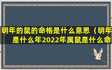 明年的鼠的命格是什么意思（明年是什么年2022年属鼠是什么命）