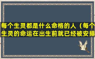 每个生灵都是什么命格的人（每个生灵的命运在出生前就已经被安排好了）