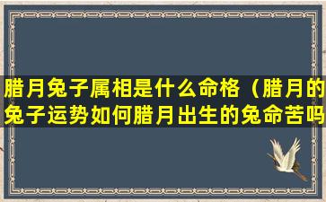 腊月兔子属相是什么命格（腊月的兔子运势如何腊月出生的兔命苦吗）