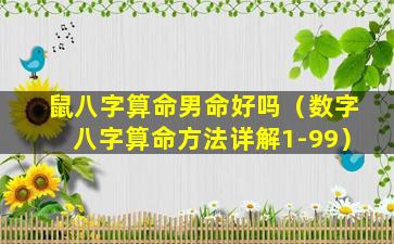 鼠八字算命男命好吗（数字八字算命方法详解1-99）