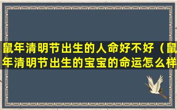 鼠年清明节出生的人命好不好（鼠年清明节出生的宝宝的命运怎么样）